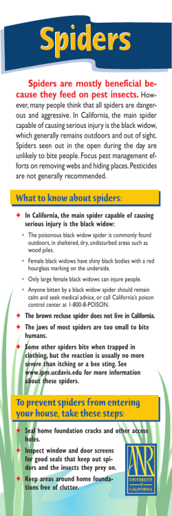 Spiders - Orange County