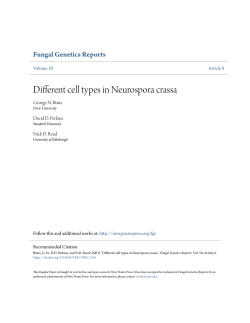 Different cell types in Neurospora crassa