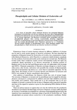 Phospholipids and Cellular Division of Escherichia coli