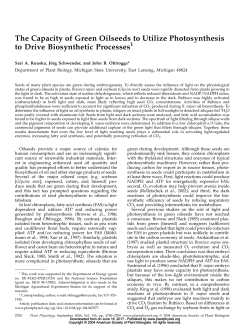The Capacity of Green Oilseeds to Utilize Photosynthesis to Drive