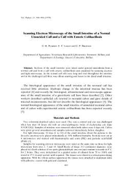Scanning Electron Microscopy of the Small Intestine of a Normal