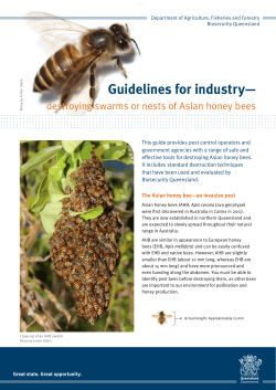 destroying swarms or nests of Asian honey bees