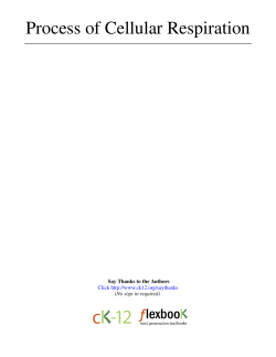 Process of Cellular Respiration