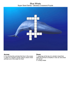 Blue Whale - Bearport Publishing