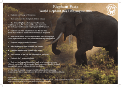 Elephant Facts - Rainforest Concern