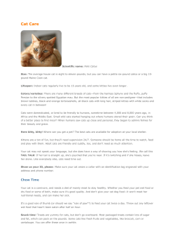 Cat Care - Stray AFP EN