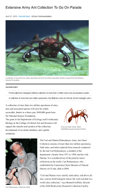Extensive Army Ant Collection To Go On Parade