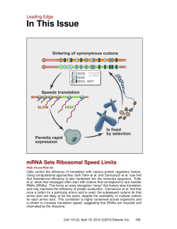 A Role for Codon Order in Translation Dynamics