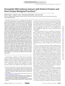 Drosophila SIN3 Isoforms Interact with Distinct Proteins and Have