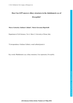 Does Unc-GFP uncover ciliary structures in the rhabdomeric eye of