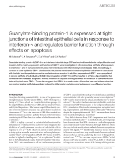 Guanylate-binding protein-1 is expressed at tight junctions