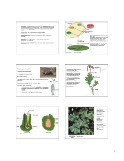 Bryophytes: land plants that have a dominant gametophyte