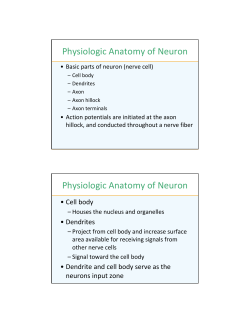 Physiologic Anatomy of Neuron