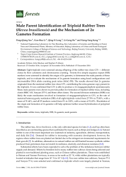 Male Parent Identification of Triploid Rubber Trees (Hevea