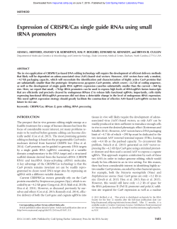 Expression of CRISPR/Cas single guide RNAs using small tRNA