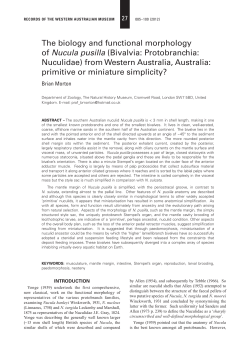 Nucula pusilla - Western Australian Museum