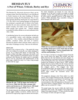 hessian fly - Clemson University