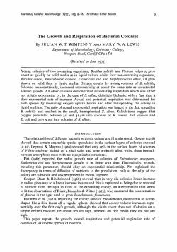The Growth and Respiration of Bacterial Colonies