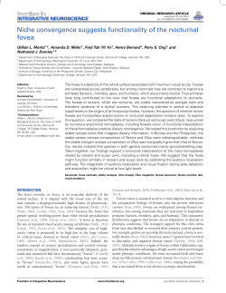Niche convergence suggests functionality of the nocturnal fovea