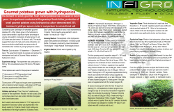 Gourmet potatoes grown with hydroponics