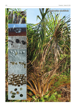 Melanconium elaeidicola