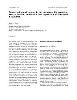 Transcription and tyranny in the nucleolus: the organiza