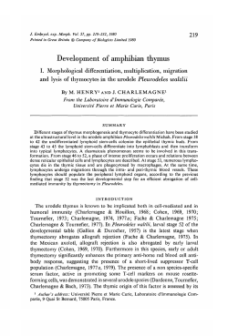 Development of amphibian thymus