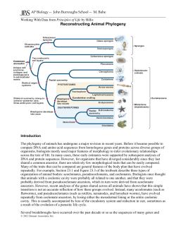 21 DATA animal_phylogeny