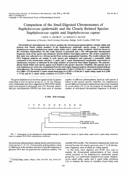 Comparison of the SrnaI-Digested Chromosomes of Staphylococcus