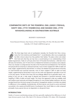 COMPARATIVE DIETS OF THE POWERFUL OWL (NINOX
