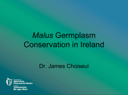 Apple conservation work in Ireland