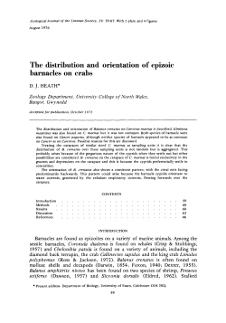 The distribution and orientation of epizoic barnacles on crabs