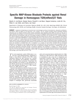Specific MAP-Kinase Blockade Protects against Renal