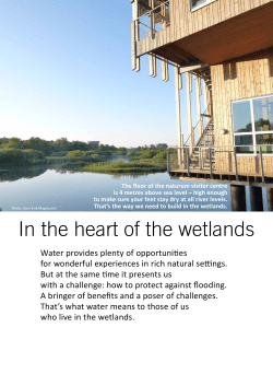 In the heart of the wetlands