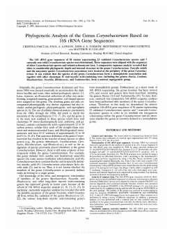Phylogenetic Analysis of the Genus Corynebacteriurn Based on 16s