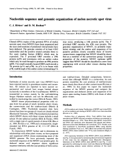 Nucleotide sequence and genomic organization of melon necrotic