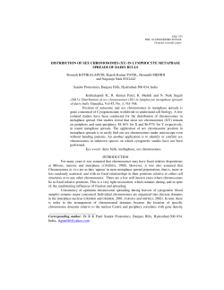 Distribution of sex chromosomes (XY) in lymphocyte metaphase