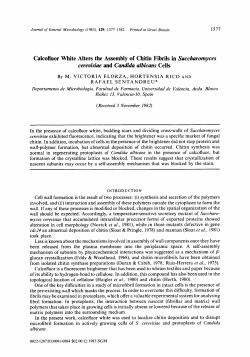 Calcofluor White Alters the Assembly of Chitin Fibrils