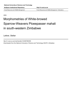 Morphometries of White-browed Sparrow