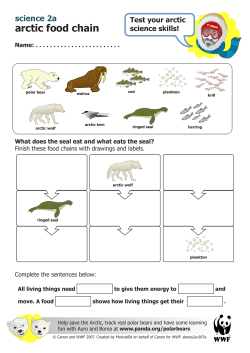 arctic food chain