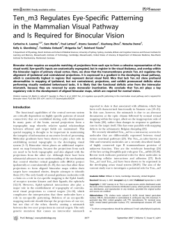 Ten_m3 Regulates Eye-Specific Patterning in the Mammalian Visual