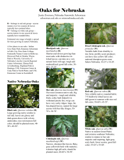 Oaks for Nebraska - Great Plains Nursery