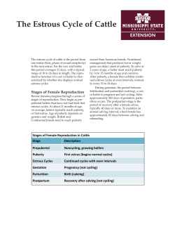 P2616 The Estrous Cycle of Cattle - Mississippi State University