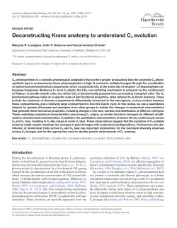 Deconstructing Kranz anatomy to understand C4