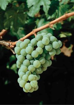 Growth and Soil Adaptability
