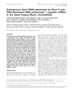 Endogenous short RNAs generated by Dicer 2 and RNA