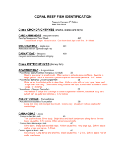 coral reef fish identification