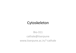 Cytoskeleton