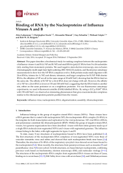 Binding of RNA by the Nucleoproteins of Influenza Viruses A and B