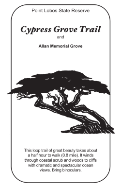 Cypress Grove - Point Lobos Foundation